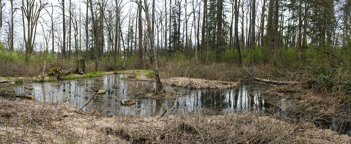 BCIT Burnaby South Campus Wetland March 2021.
