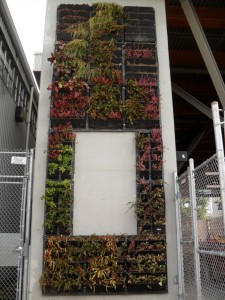 Our new 21ft x 7.5ft living wall! Located between NE2 and NE4 as gateway to the Elevated Lab. More primping and sprucing up to do… stay tuned!