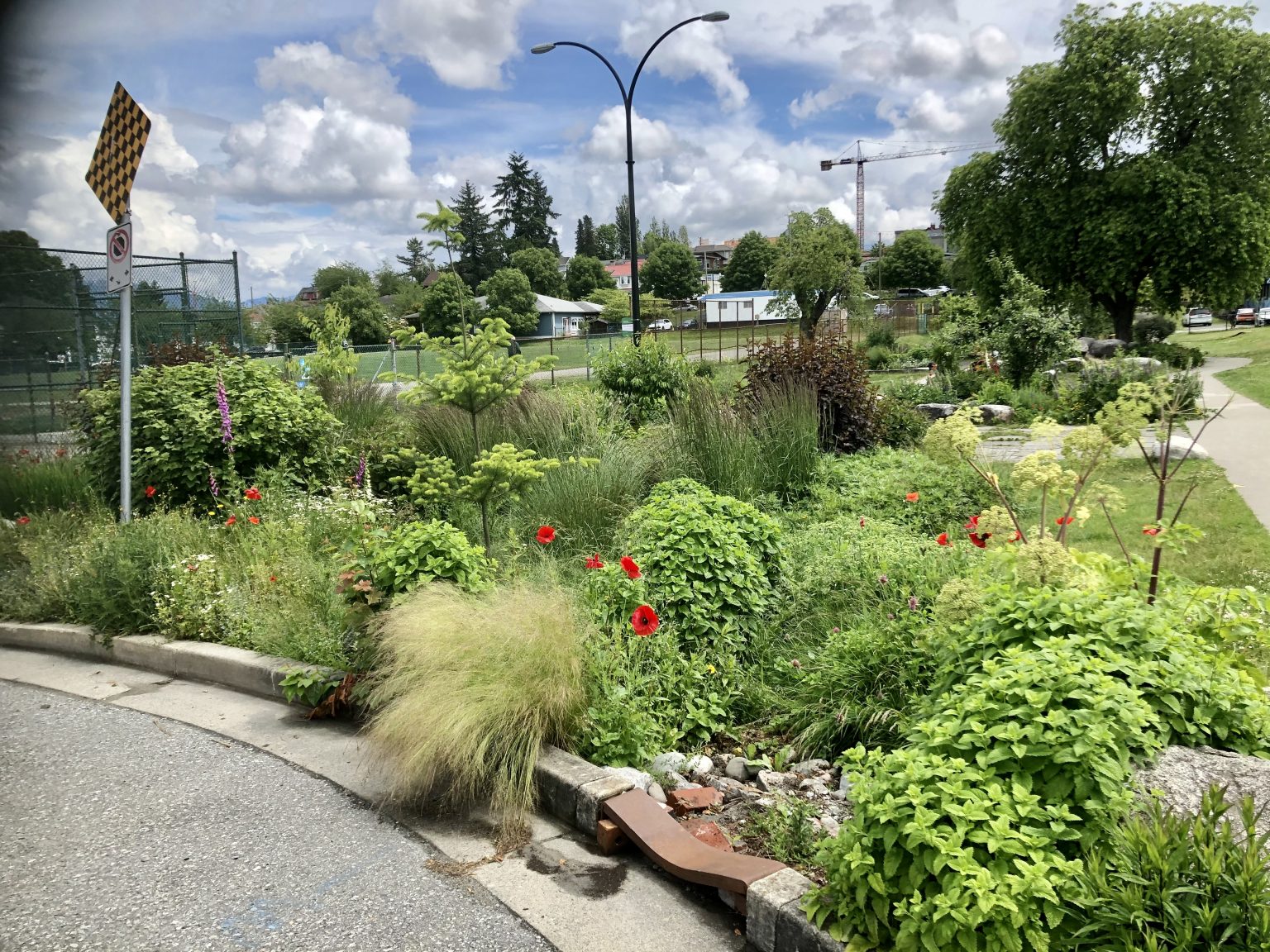 Rain Gardens/Bioretention Cells