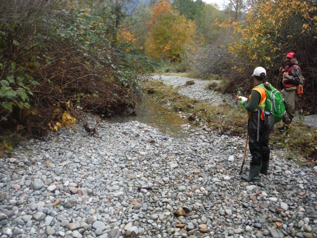 Tyne Roberts (BCIT|SFU) and Burt Charlie (Sts’ailes) collecting data at a salmon spawning channel in the Harrison River Watershed