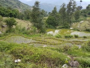 Nepal - rice fields
