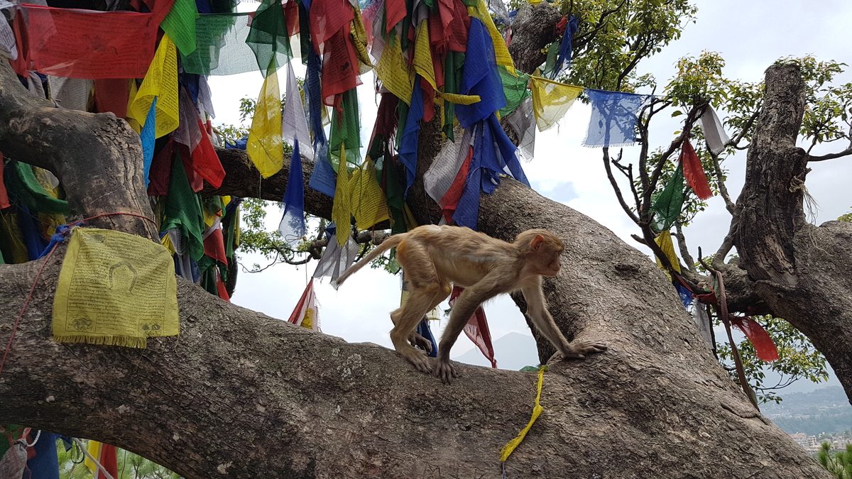 Nepal - Swayamhunath Temple - monkey