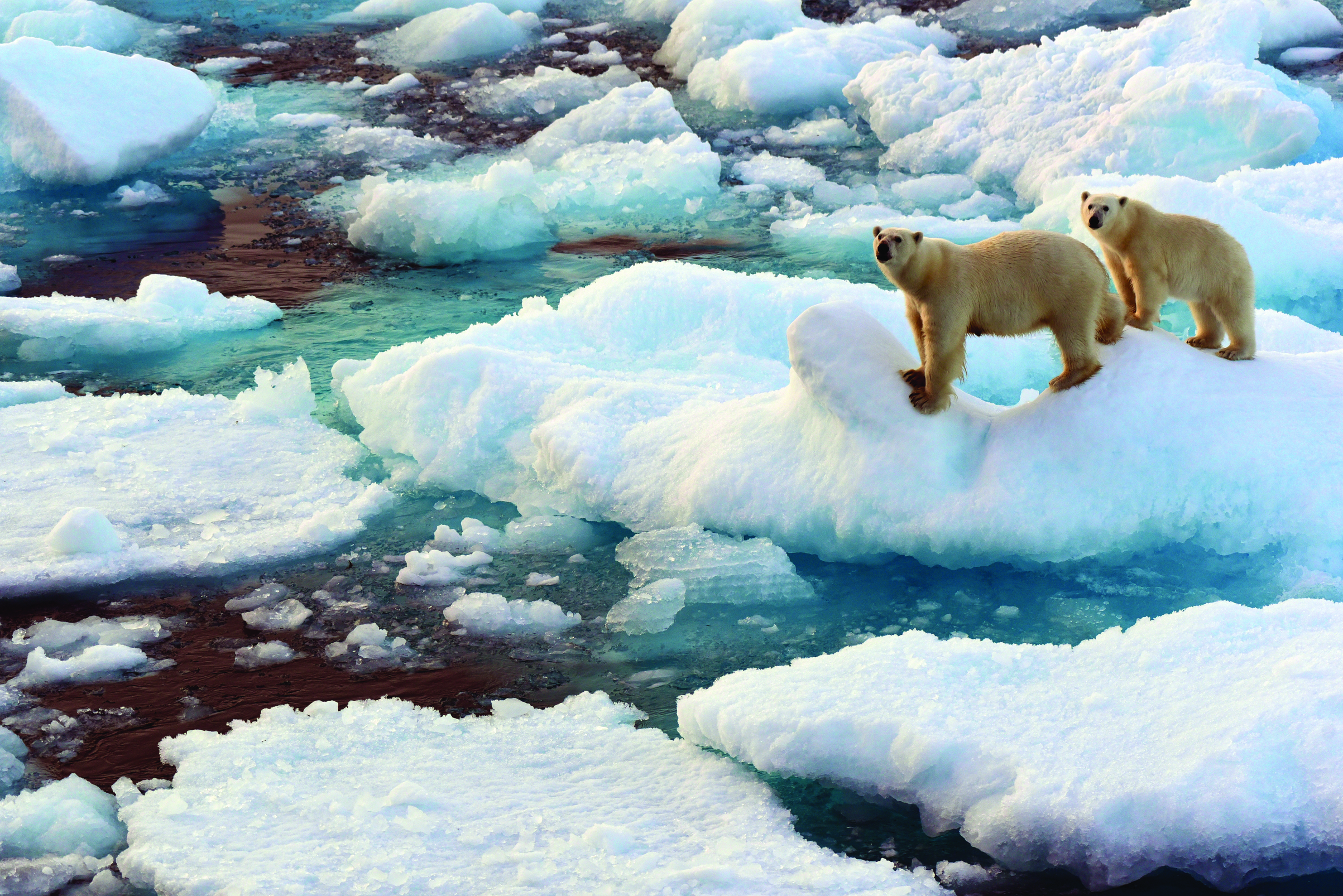 Polar bears in the Canadian Arctic. Photograph by Danny Catt, BCIT Professor