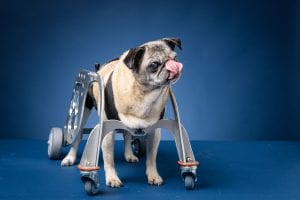 BCIT Dog Wheelchair