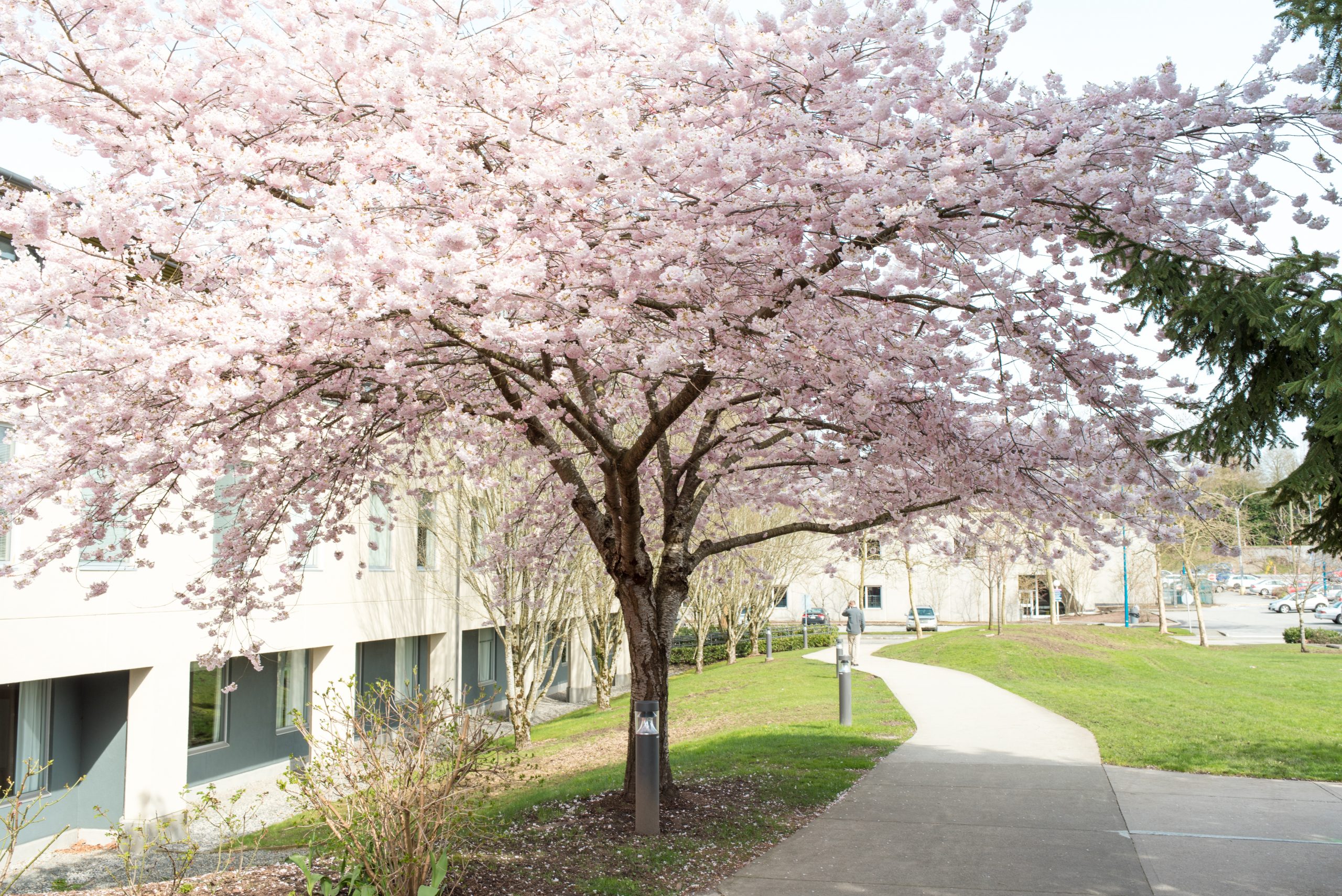 Cherry Blossoms on Campus