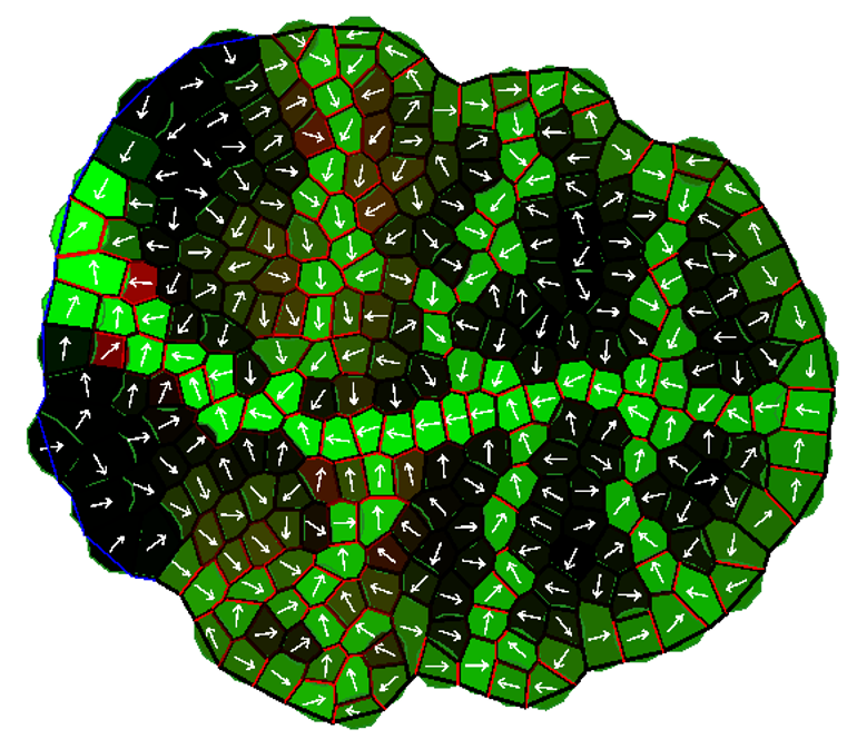 Computer simulated leaf with a network of veins generated by the Holloway-Wenzel model equations