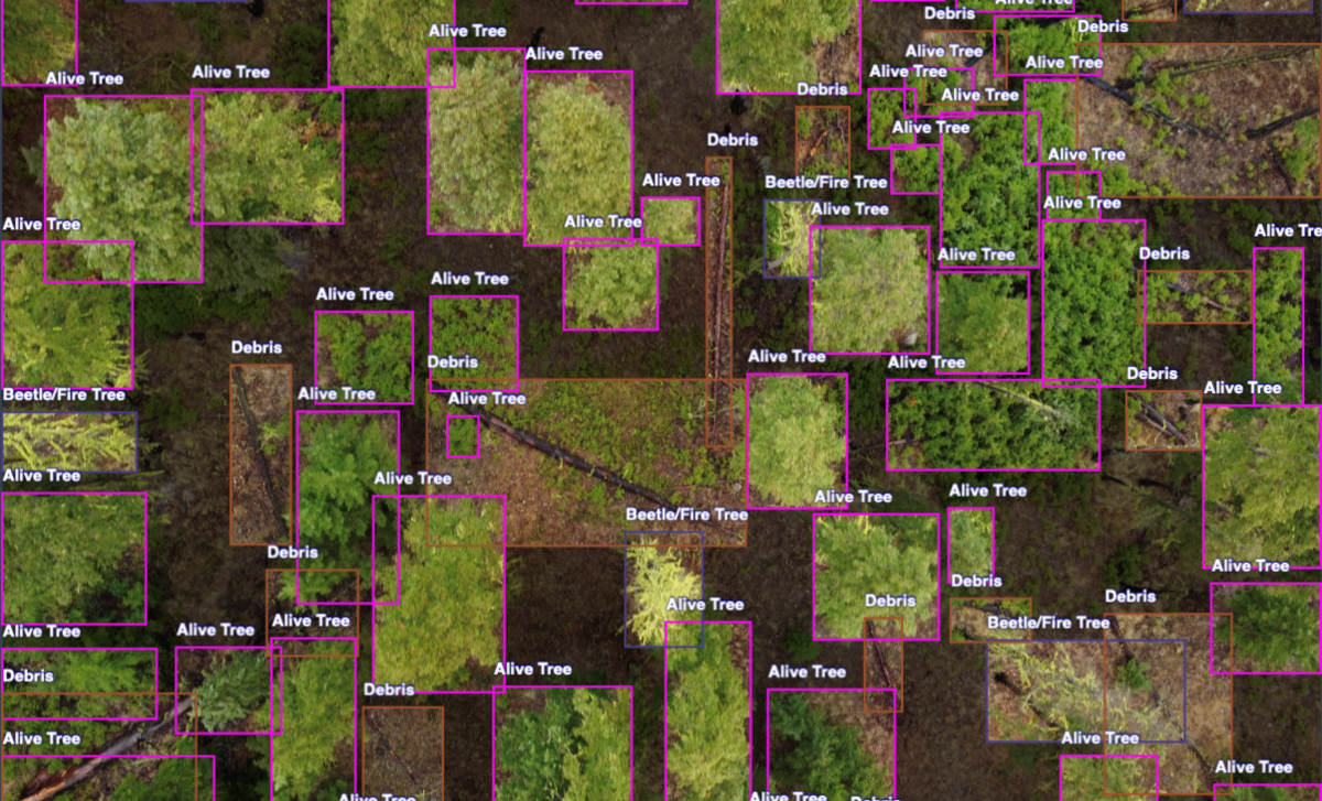 arial photo of a forest overlaid by squares labelled "alive tree", "debris", and "beetle/fire tree"