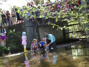 Mark Angelo and 3 children kneel on the bank of Guichon Creek and release salmon into the creek. A crowd watches from a small bridge behind. 